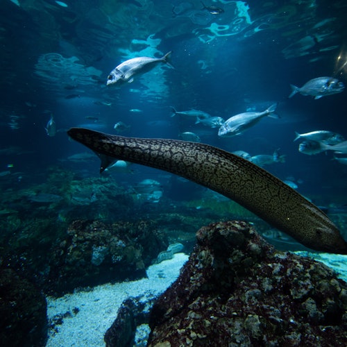Aquarium de Barcelona: Entrada