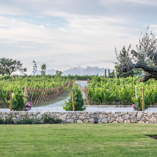 Barcelona: Visita guiada a las Bodegas Familia Torres + Degustaciones