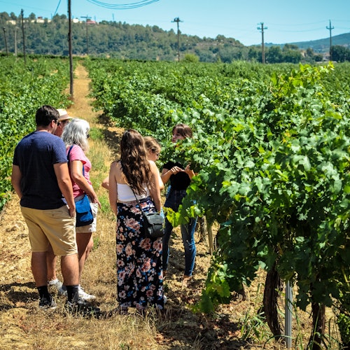 Montserrat: Excursión en grupo reducido desde Barcelona con cata de vinos ecológicos