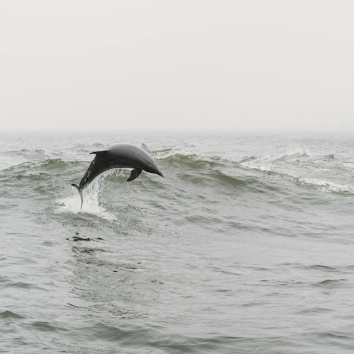Tarifa: Dolphin & Whale Watching Tour from Seville