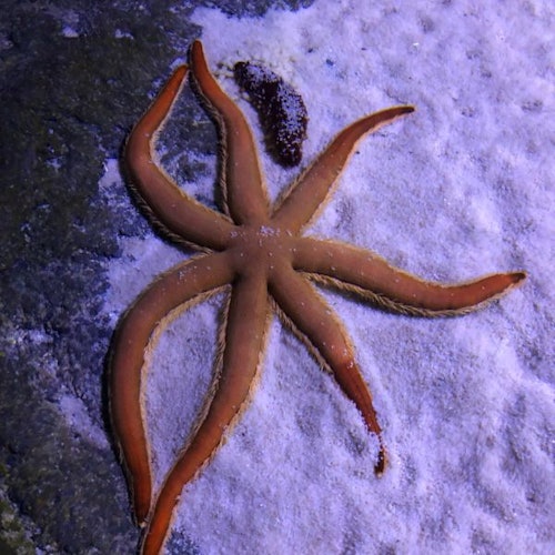Acuario de Sevilla: Entrada
