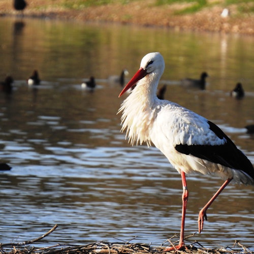 Cañada de los Pájaros Bird Reserve