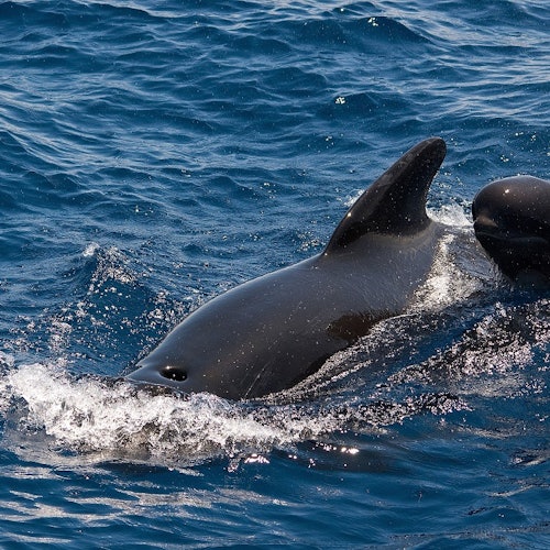 Tenerife: Excursión de 3 horas en Catamarán para Avistamiento de Ballenas y Delfines con Catering