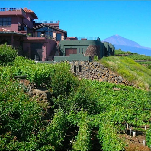 Bodegas Monje: Visita a la bodega + Cata de vinos