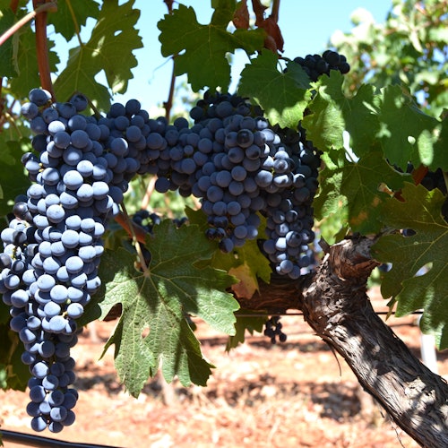 Mallorca: Visita Guiada a Bodegas + Traslado + Cata de Vinos
