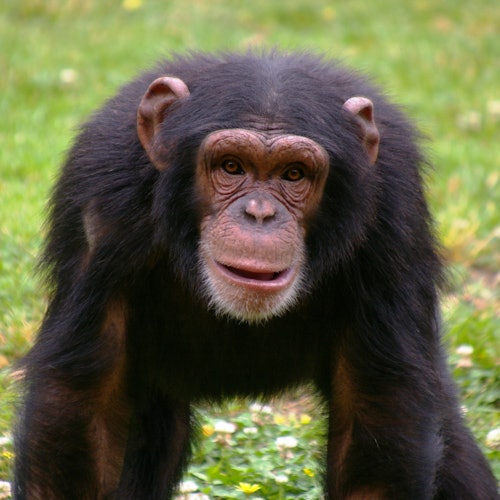 Lisbon Zoo: Fast Track Ticket