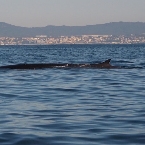 Dolphin Watching Tour from Lisbon