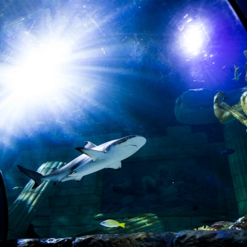 SEA LIFE Porto: Pase anual