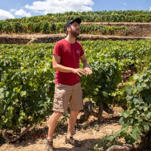 Douro Valley: Day Trip + Wine, Cheese, & Olive Oil Tasting from Porto