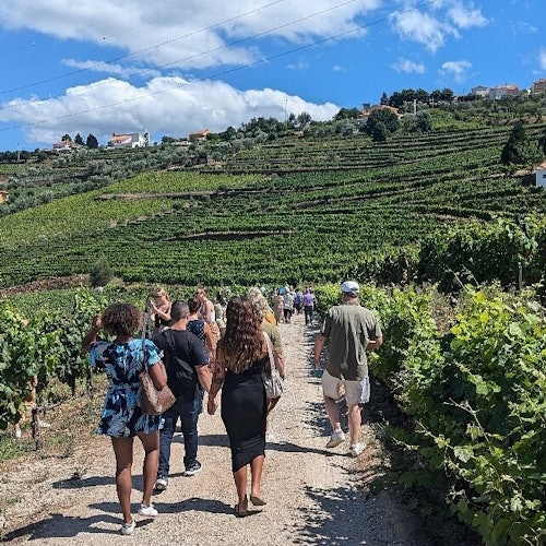 Douro Valley: Wine Tour + Lunch from Porto