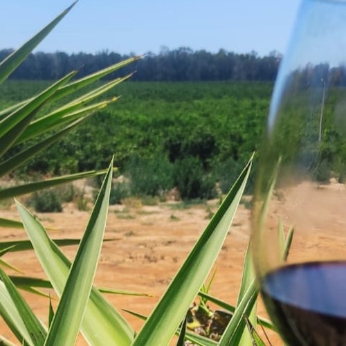 Algarve: Catas Guiadas de Vino y Tapas + Excursión en 4x4