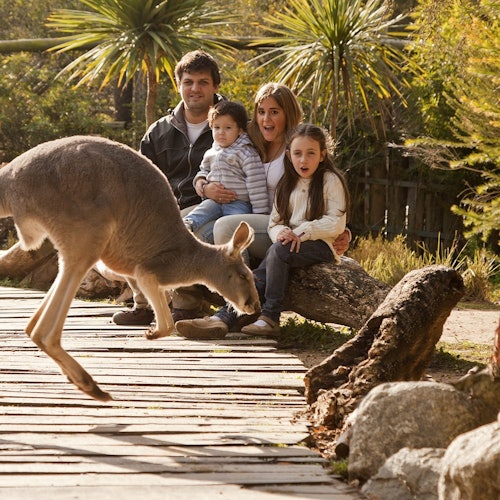 Zoológico de Temaikèn: Entrada y transporte desde Buenos Aires