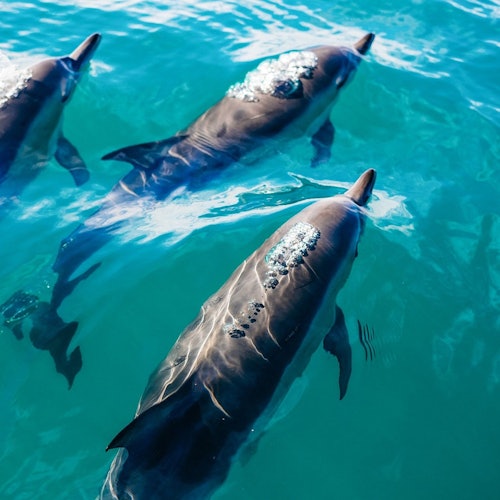 Cayo Hueso Excursión de un día desde Miami con actividades opcionales de snorkel
