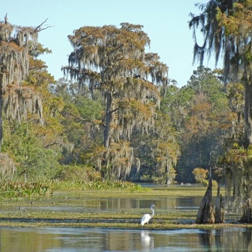 Paseo de 30 minutos en hidrodeslizador y visita guiada al Parque Nacional de los Everglades desde South Beach