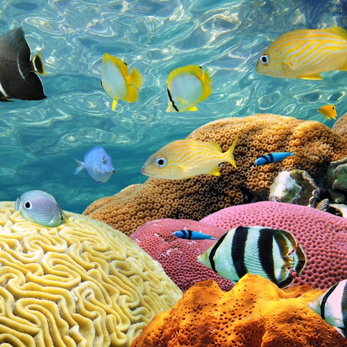 From Miami: Key West Glass Bottom Boat Tour