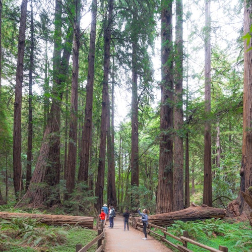 Desde San Francisco: Excursión de Medio Día a Muir Woods, Excursión a Sausalito y Crucero por la Bahía