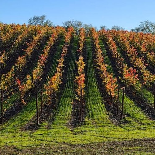 Desde San Francisco: Excursión de medio día a la Región Vitivinícola