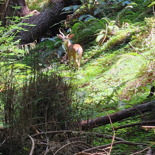 Muir Woods y Sausalito: Excursión guiada de un día desde San Francisco + Entrada a Alcatraz