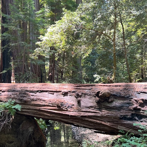 Valle del Río Ruso: Excursión guiada de día completo desde San Francisco + Cata de vinos
