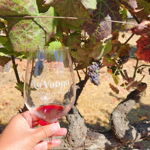 Valle de Napa y Sonoma: Excursión Guiada de un Día desde San Francisco + Degustaciones