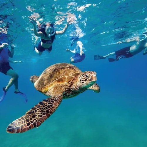 Miami: Esnórquel y Paddleboard guiados en el arrecife + Bebidas