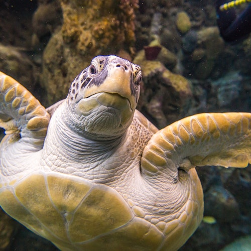 The Florida Aquarium: Entry Ticket