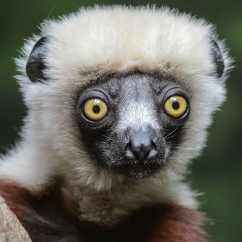 Bronx Zoo: Entry Ticket