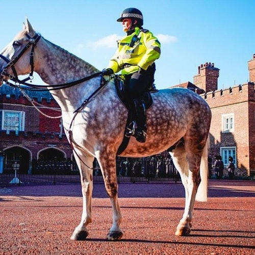 London: Westminster Guided Walking Tour + Thames River Cruise + The Shard Entry