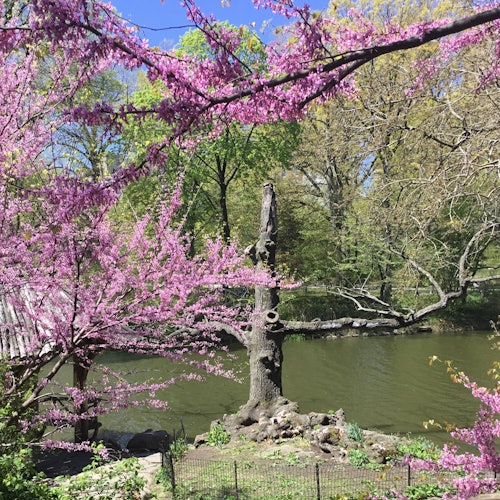 New York: Central Park Walking Tour
