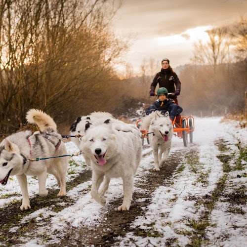 Zakopane: Paseo en trineo de perros por los Tatras desde Cracovia