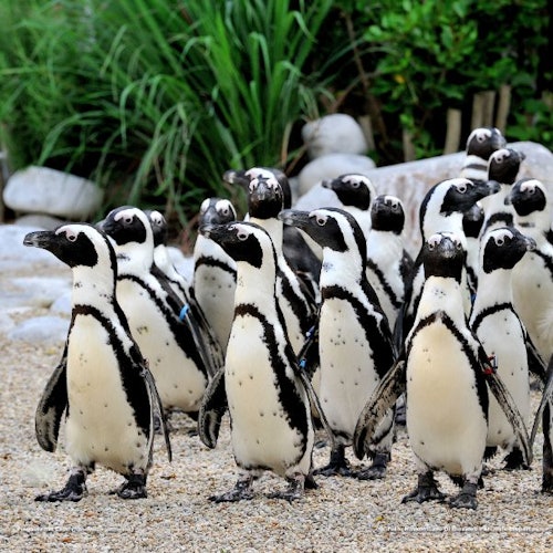 Bioparco - Zoo of Rome: Open Ticket