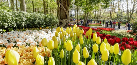 Keukenhof Gardens and Tulip Experience  From Amsterdam