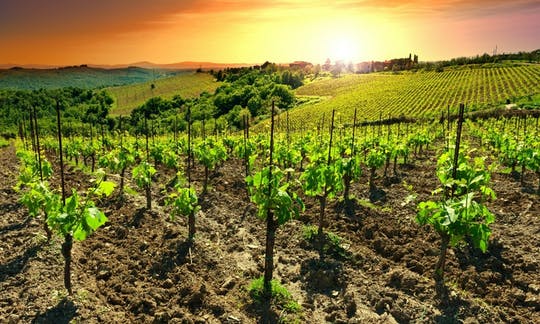 Chianti sunset excursion with wine tasting and optional dinner