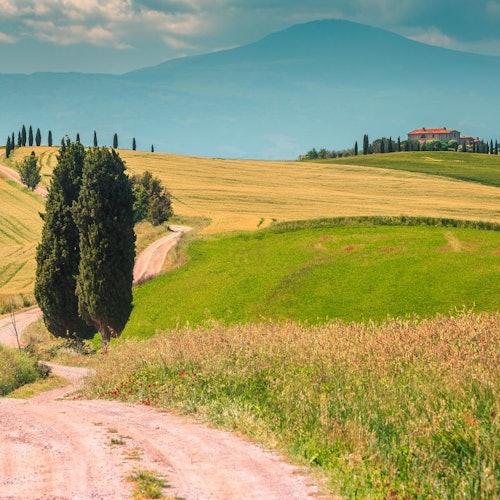 Chianti: Visita guiada desde Siena + Degustación de Vino y Aceite de Oliva