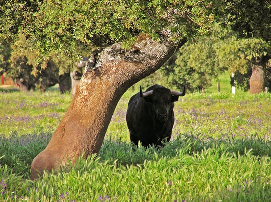 Visita guiada de medio día a una Granja de Toros desde Sevilla