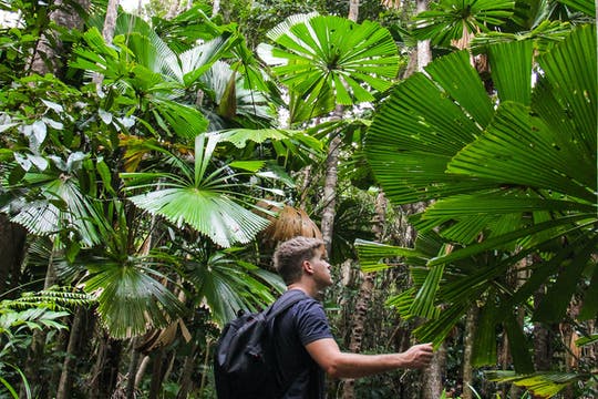 Excursión de un día a Daintree y Cape Tribulation
