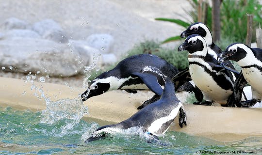 Tickets for Bioparco di Roma