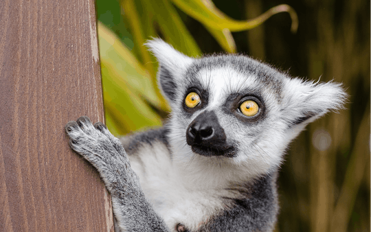 Entradas y traslado al Zoológico de Cracovia