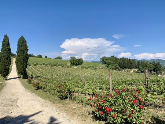 Wine Experience through Chianti Hills from Florence