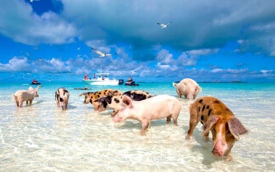 Excursión a Gran Bahama con visita opcional a Pig Beach