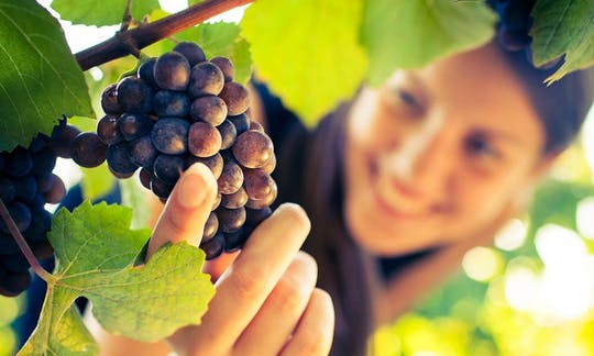 Excursión a San Gimignano, Chianti y Montalcino desde Siena con cata de vinos