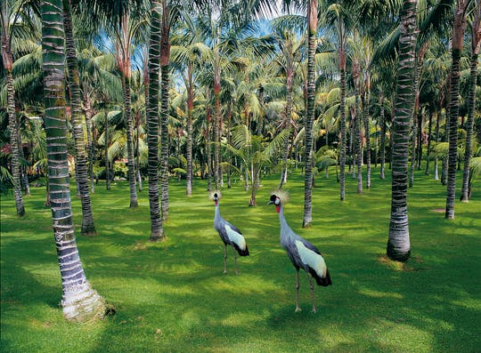 Entradas para Loro Parque con almuerzo en el restaurante Brunelli's