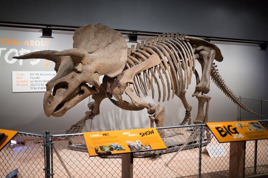 NYC American Museum of Natural History family private tour