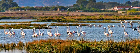 Birdwatching boat tour in Lisbon