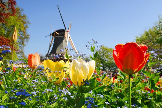 Tour from Amsterdam to Keukenhof with countryside and windmill cruise