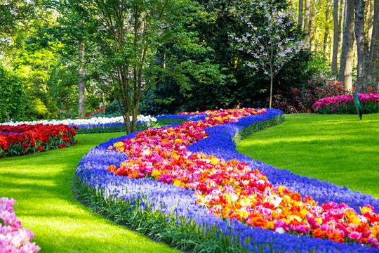 Day Trip to Keukenhof, Tulip Farm and Windmill Cruise