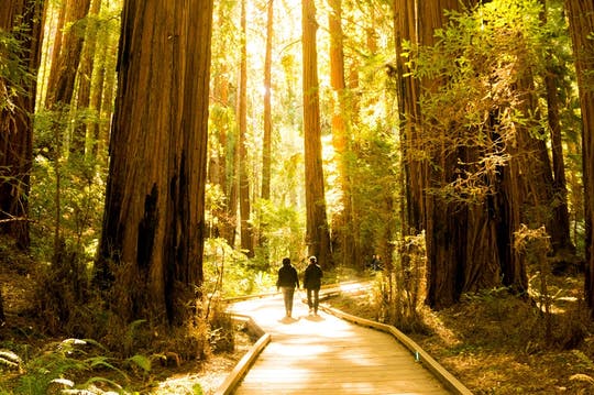 Recorrido en autobús turístico por San Francisco y Muir Woods