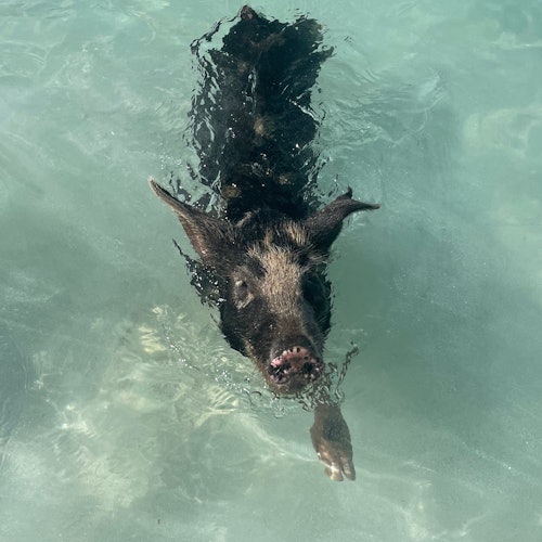 Bahamas: Boat Adventure with Swimming Pigs, Turtles & Snorkeling