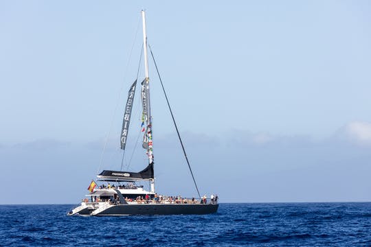 Excursión en catamarán para avistar ballenas y delfines - Freebird