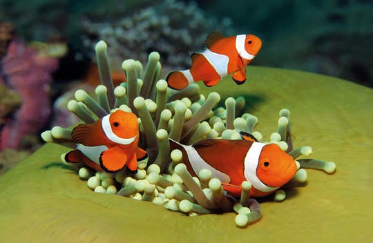 Entrada Palma Aquarium